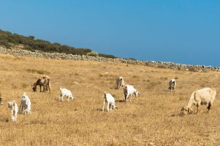 Οπεκε(μ)πέεε…